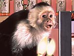 Where Are They Now? Animal Stars Edition!