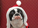 Dogs & Cats in Santa Hats!
