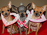 With Love! Your Furry Valentines