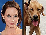 Stars & Their Pets