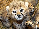 Cutest Baby Animals of 2010!
