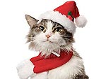 Drool-Worthy Stocking Stuffers for Dogs & Cats