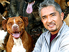 Video: Cesar Millan's Tips on How to Train Your Newly Adopted Dog