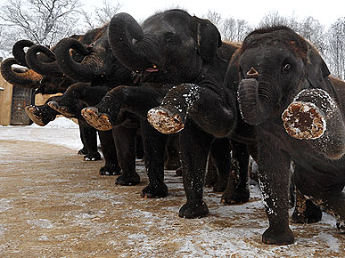 PHOTO: Pregnant Elephants Get a Prenatal Workout!