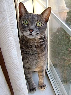 Cat That Went Missing in Hurricane Ike Returns over a Year Later