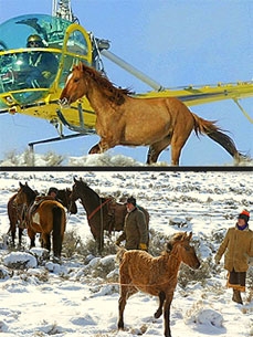 Willie Nelson and Sheryl Crow Cry Out for Wild Horses