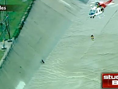 VIDEO: Amazing Rescue! Dog Saved from L.A. River by Firefighter