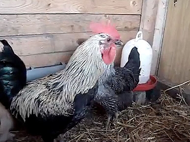 Wednesday's Funny Video: Death Metal Rooster!