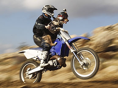 bike helmet quotes on Goggles On, Dog Is a Dirt Bike Speed Racer - Dogs, Pet News, Talented ...