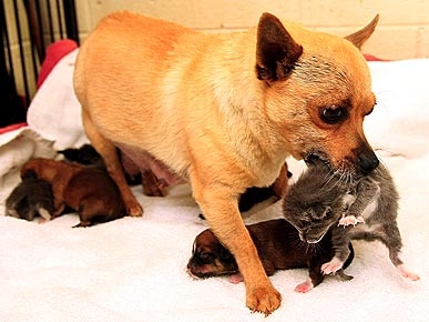 New Mommy Chihuahua Adopts Orphaned Kittens