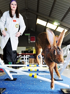 A Hobby for Your Cottontail Cutie: Rabbit Jumping!
