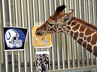 8-Week-Old Giraffe Predicts the Saints Will Rule Super Bowl