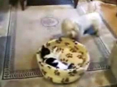 Friday's Funny Video: Doggie Wants His Bed Back – But Kitty Isn't Moving!