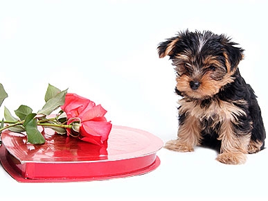 pets valentine