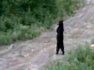 Wednesday's Funny Video: Bear Walks Like a Human!
