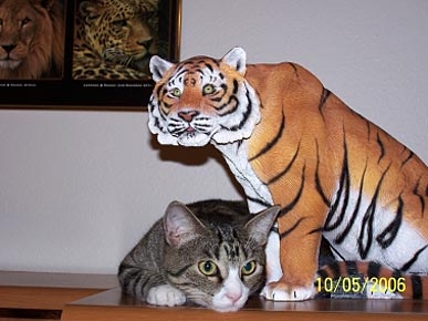 Animal D'Oh! Crouching Tabby, Hidden ... Tiger?