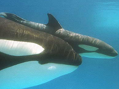 SeaWorld Trainer Dies in Killer Whale Attack