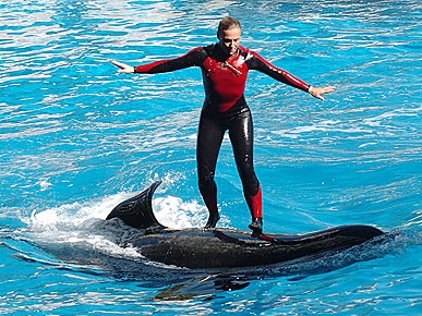 Killer Whale Yanked Trainer into Tank by Her Ponytail