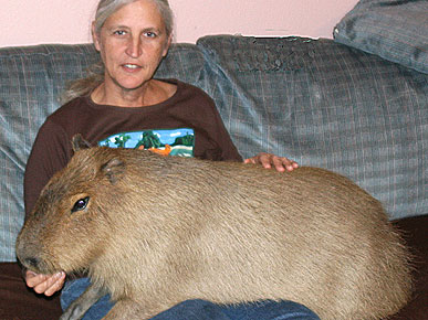 Large Rodent