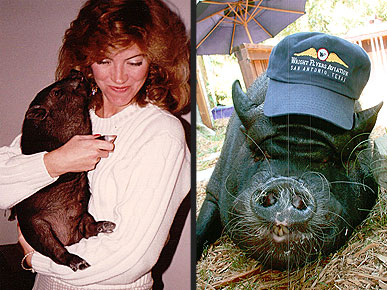 Meet Oscar, the World's Oldest Pig!