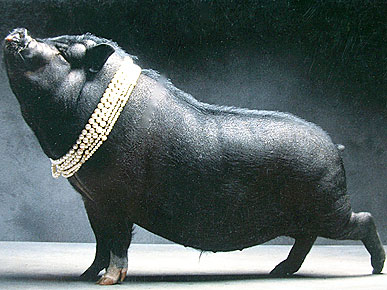 Oscar, the oldest pig in the world