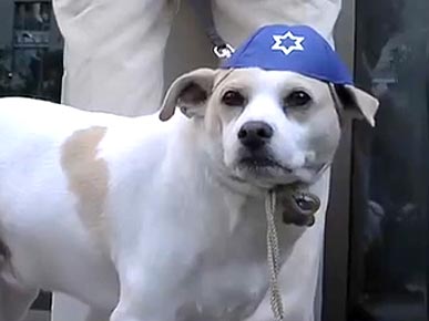 VIDEO: Canines Keep Kosher for Passover Seder in L.A.