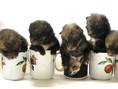 Who You Calling a Dog? Abandoned 'Pups' Turn Out to Be Foxes