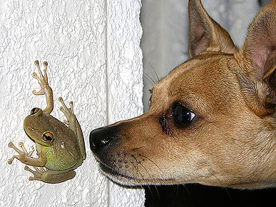 Animal D'Oh! Bling Bling Thinks He's Indiana Jones!
