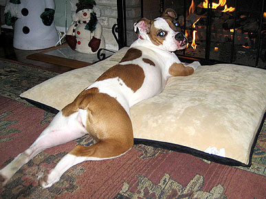Caption Contest: Molly Lounges By the Fire