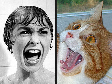 Funny Psycho Animals