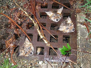 It Takes a Village – and Detergent – to Save 3 Little Foxes