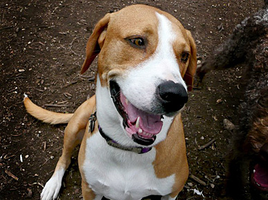 The Next Governor of Texas Could Be a Dog