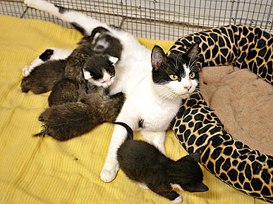 The Water Bowl: House Cat Plays Mom to Bobcat Kittens! Plus, What's Inside a Dog's Brain?