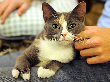 Spock the Vulcan Cat Finds Her Forever Home – with Star Trek Fans!