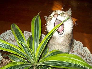 Caption Contest: Hungry Cat Attacks Plant!