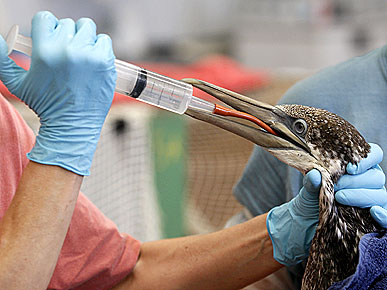 Rescuers Prepare to Treat Animals Injured in Gulf Oil Spill