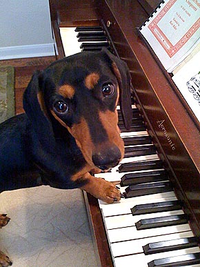 musical pets