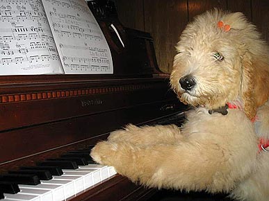 musical pets