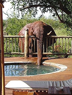 Elephant Gets Caught Guzzling Jacuzzi Cocktails