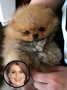Kelly Osbourne Gets a New Puppy!