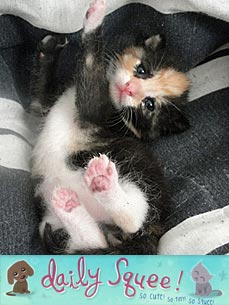 Daily Squee Winner: Stevie Is Pocket-Sized, Itty-Bitty Champ