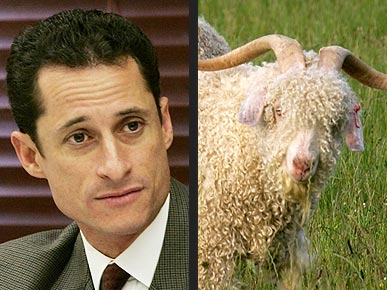 The Water Bowl: Goat Injures Congressman! Plus, Cat Gets Stuck in Window