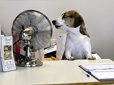 PHOTO CONTEST: Show Us Your Dogs at Work!