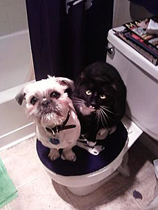 Caption Contest: This Cat and Dog Do Everything Together