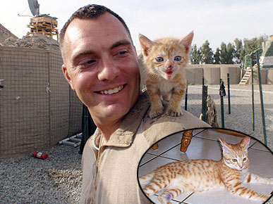 Mission: Get These Cats Out of Afghanistan