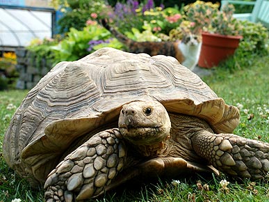 Pet Tortoise Missing for Four Years Returns Home