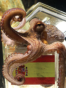 The Water Bowl: Paul the Psychic Octopus Has a Successor! Plus, Panda Baby Boom