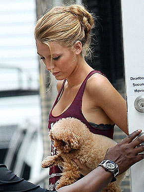 blake lively maltipoo