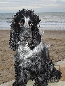 'Nutty' Cocker Spaniel Survives 120-Ft. Tumble Off Cliff