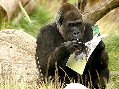 The Water Bowl: Kesho to Be Leader of London's Gorilla Pack; Plus: 'Idol' Star Has New Hunting Show